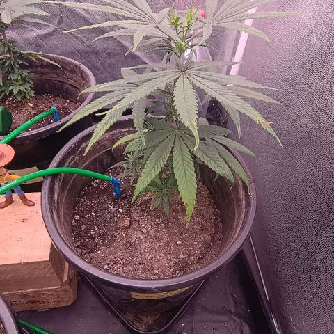 •Brasil Gold• (03#) growlog photo: •Mystery us THC• (03#) - [4ª Semana Vegetativo Concluido]