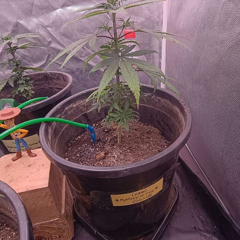 •Brasil Gold• (03#) growlog photo: •Mystery us THC• (03#) - [4ª Semana Vegetativo Concluido]
