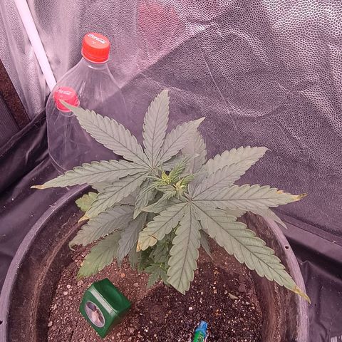 •Orange Juice Summer•  (04#) growlog photo: •Orange Juice Summer•  (04#) - [4ª Semana Vegetativo Concluido]