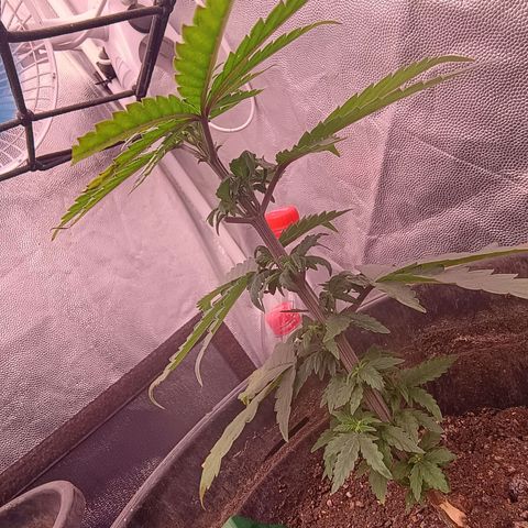 •Orange Juice Summer•  (04#) growlog photo: •Orange Juice Summer•  (04#) - [4ª Semana Vegetativo Concluido]