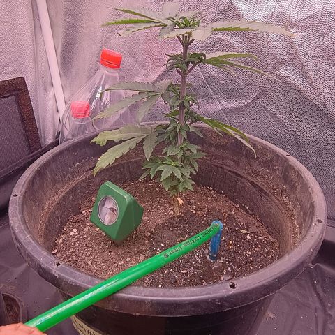 •Orange Juice Summer•  (04#) growlog photo: •Orange Juice Summer•  (04#) - [4ª Semana Vegetativo Concluido]