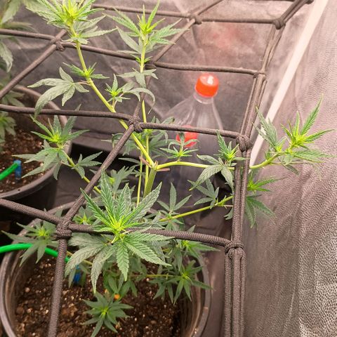 •Brasil Gold• (03#) growlog photo: •Mystery us THC• (03#) - [Desfoliação/Poda] 15-30%