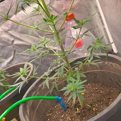 •Brasil Gold• (03#) growlog photo: •Mystery us THC• (03#) - [Desfoliação/Poda] 15-30%