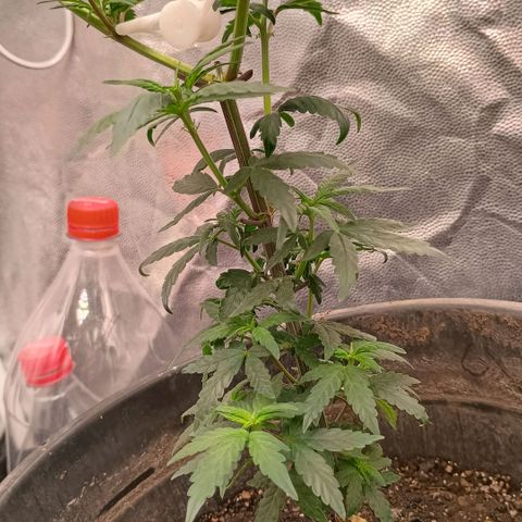 •Orange Juice Summer•  (04#) growlog photo: •Orange Juice Summer•  (04#) - [Desfoliação/Poda] 15-30%