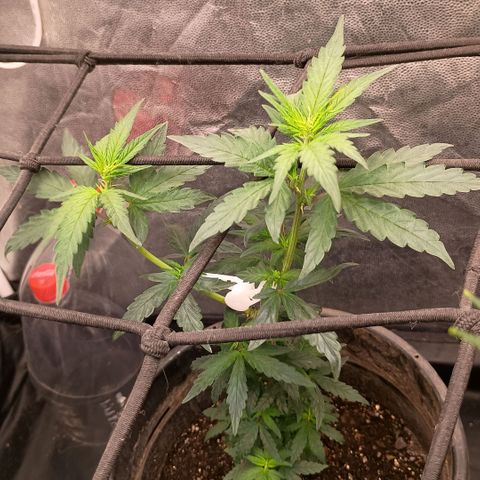 •Orange Juice Summer•  (04#) growlog photo: •Orange Juice Summer•  (04#) - [Desfoliação/Poda] 15-30%