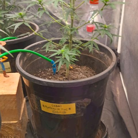 •Brasil Gold• (03#) growlog photo: •Mystery us THC• (03#) - [1ª Semana Pré Flora Concluida]