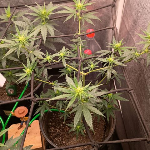 •Brasil Gold• (03#) growlog photo: •Mystery us THC• (03#) - [1ª Semana Pré Flora Concluida]