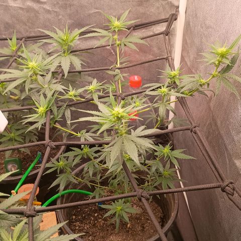 •Brasil Gold• (03#) growlog photo: •Mystery us THC• (03#) - [1ª Semana Pré Flora Concluida]