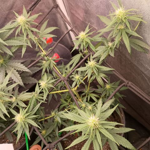 •Brasil Gold• (03#) growlog photo: •Mystery us THC• (03#) - [2ª Semana Pré Flora Concluida]