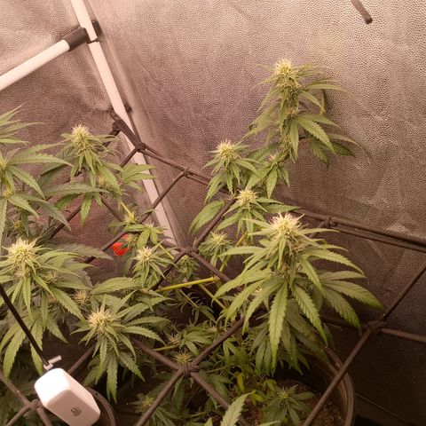 •Brasil Gold• (03#) growlog photo: •Mystery us THC• (03#) - [Desfoliação/Poda] 15-30%