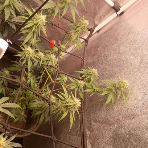 •Brasil Gold• (03#) growlog photo: •Mystery us THC• (03#) - [Desfoliação/Poda] 15-30%