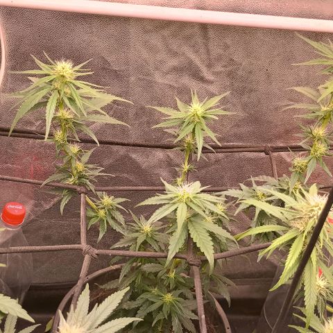 •Orange Juice Summer•  (04#) growlog photo: •Orange Juice Summer•  (04#) - [Desfoliação/Poda] 15-30%