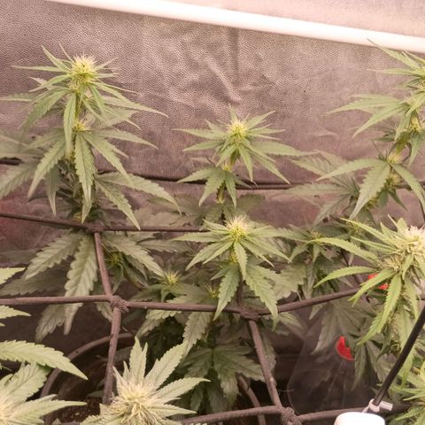 •Orange Juice Summer•  (04#) growlog photo: •Orange Juice Summer•  (04#) - [Desfoliação/Poda] 15-30%