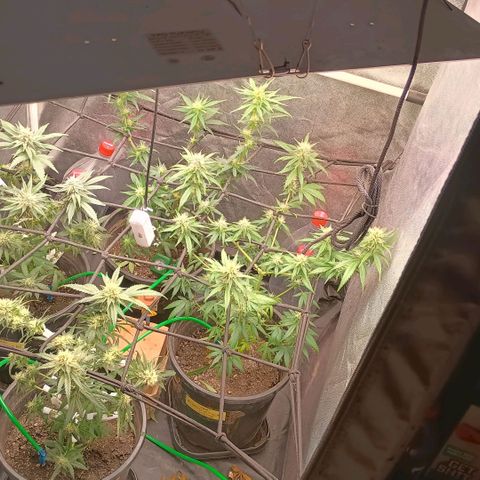 •Brasil Gold• (03#) growlog photo: LST