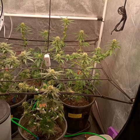 •Brasil Gold• (03#) growlog photo: LST