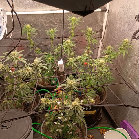•Brasil Gold• (03#) growlog photo: LST