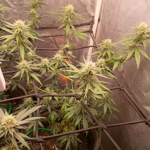 •Brasil Gold• (03#) growlog photo: •Mystery us THC• (03#) - [1ª Semana Floração Concluida]
