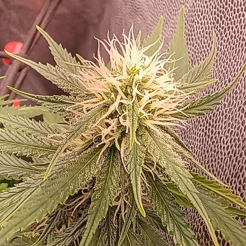 •Brasil Gold• (03#) growlog photo: •Mystery us THC• (03#) - [1ª Semana Floração Concluida]