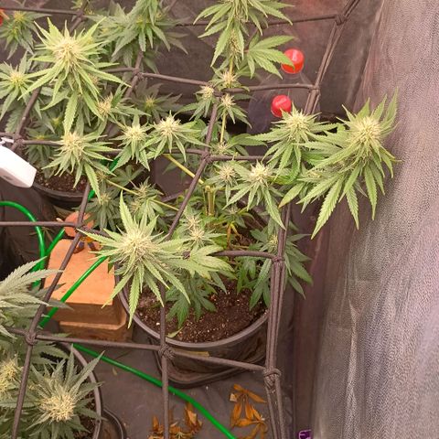 •Brasil Gold• (03#) growlog photo: •Mystery us THC• (03#) - [1ª Semana Floração Concluida]
