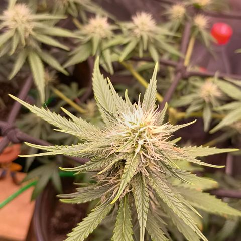 •Brasil Gold• (03#) growlog photo: •Mystery us THC• (03#) - [1ª Semana Floração Concluida]