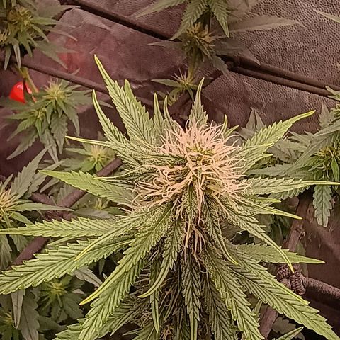 •Brasil Gold• (03#) growlog photo: •Mystery us THC• (03#) - [1ª Semana Floração Concluida]