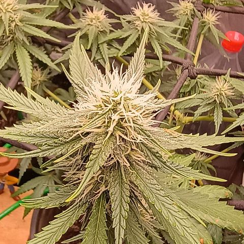 •Brasil Gold• (03#) growlog photo: •Mystery us THC• (03#) - [1ª Semana Floração Concluida]
