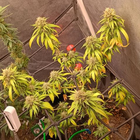 •Brasil Gold• (03#) growlog photo: •Mystery us THC• (03#) - [4ª Semana Floração Concluida]