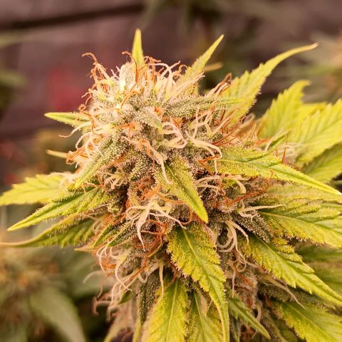 •Brasil Gold• (03#) growlog photo: •Mystery us THC• (03#) - [4ª Semana Floração Concluida]
