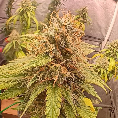 •Brasil Gold• (03#) growlog photo: •Mystery us THC• (03#) - [4ª Semana Floração Concluida]