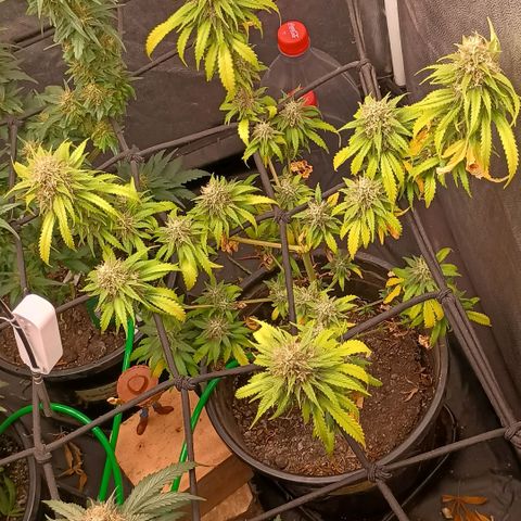 •Brasil Gold• (03#) growlog photo: •Mystery us THC• (03#) - [4ª Semana Floração Concluida]