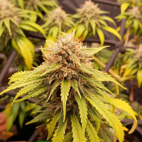 •Brasil Gold• (03#) growlog photo: •Mystery us THC• (03#) - [4ª Semana Floração Concluida]