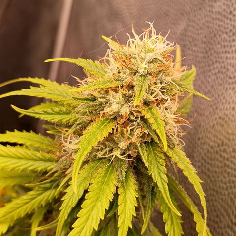 •Brasil Gold• (03#) growlog photo: •Mystery us THC• (03#) - [4ª Semana Floração Concluida]