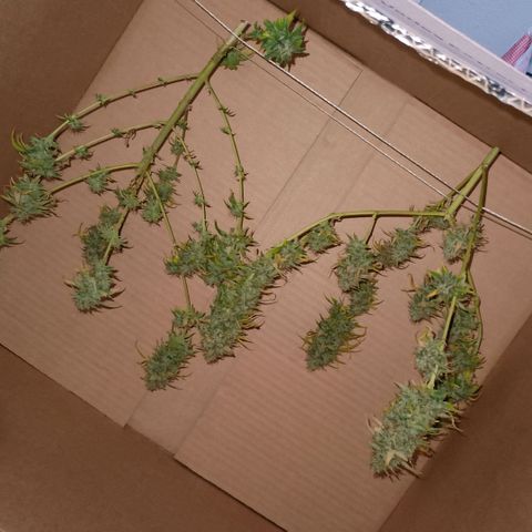 •Brasil Gold• (03#) growlog photo: •Mystery us THC• (03#) - [Colheita]