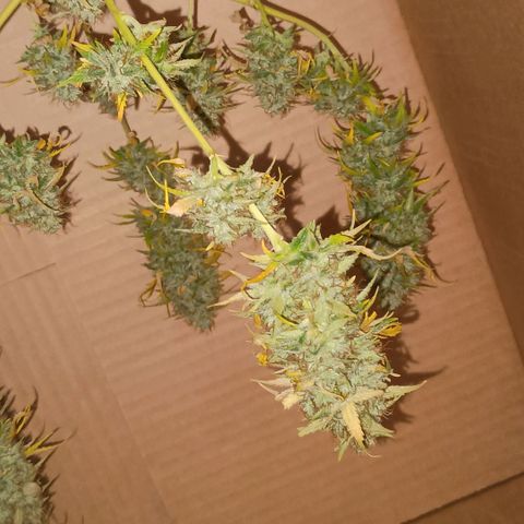 •Brasil Gold• (03#) growlog photo: •Mystery us THC• (03#) - [Colheita]