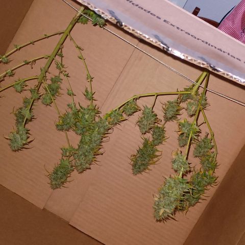 •Brasil Gold• (03#) growlog photo: •Mystery us THC• (03#) - [Colheita]
