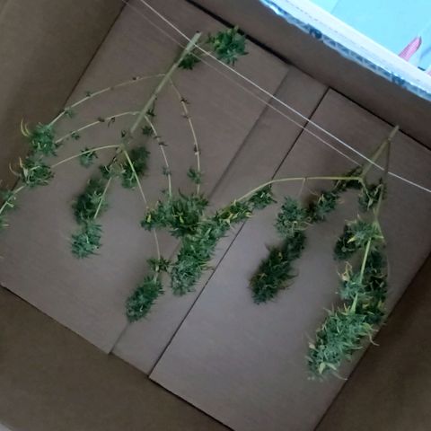•Brasil Gold• (03#) growlog photo: •Mystery us THC• (03#) - [Colheita]