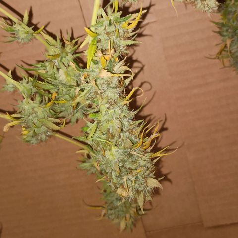 •Brasil Gold• (03#) growlog photo: •Mystery us THC• (03#) - [Colheita]