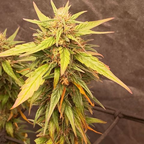 •Orange Juice Summer•  (04#) growlog photo: •Orange Juice Summer•  (04#) - [Colheita]