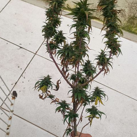•Orange Juice Summer•  (04#) growlog photo: •Orange Juice Summer•  (04#) - [Colheita]