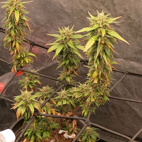 •Orange Juice Summer•  (04#) growlog photo: •Orange Juice Summer•  (04#) - [Colheita]