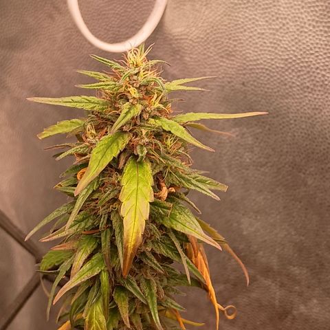 •Orange Juice Summer•  (04#) growlog photo: •Orange Juice Summer•  (04#) - [Colheita]