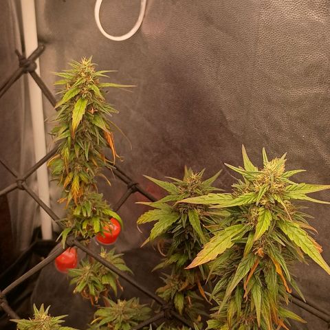 •Orange Juice Summer•  (04#) growlog photo: •Orange Juice Summer•  (04#) - [Colheita]