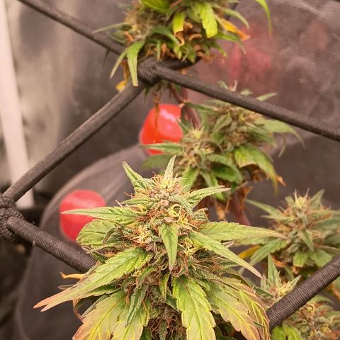 •Orange Juice Summer•  (04#) growlog photo: •Orange Juice Summer•  (04#) - [Colheita]