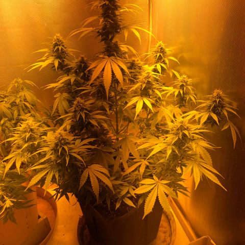 Blue AutoMazar growlog timeline photo