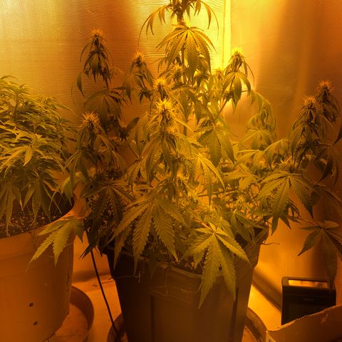 Blue AutoMazar growlog timeline photo