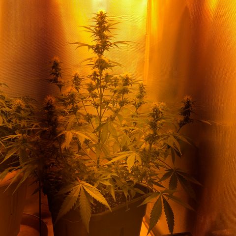 Blue AutoMazar growlog timeline photo