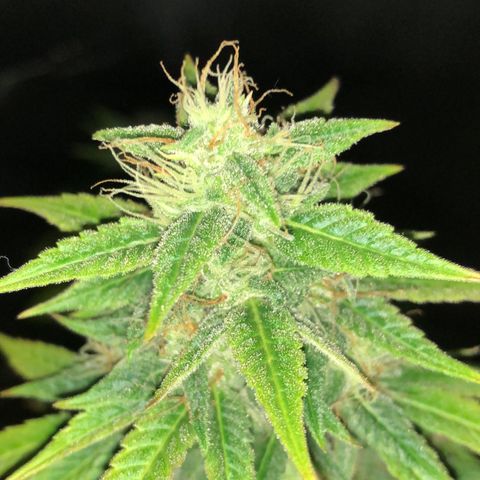 Blue AutoMazar growlog timeline photo