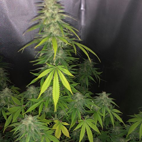 Blue AutoMazar growlog timeline photo