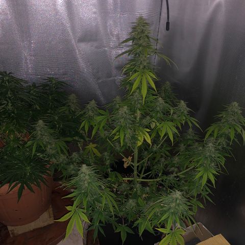 Blue AutoMazar growlog timeline photo