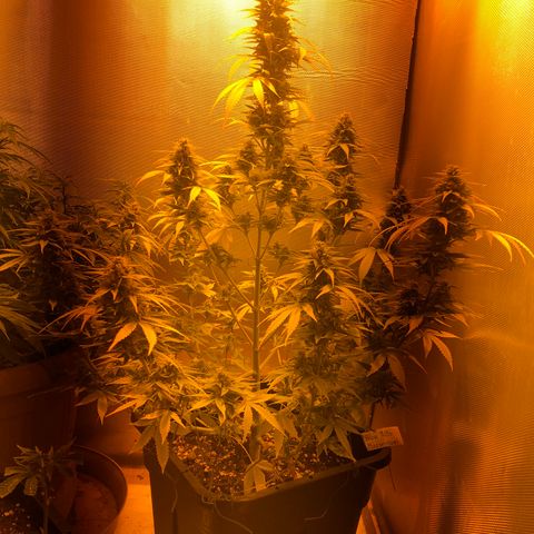 Blue AutoMazar growlog timeline photo